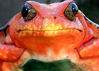 close-up, frogs, amphibians - random desktop wallpaper