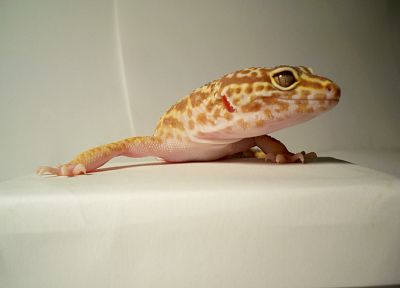 geckos, reptiles - random desktop wallpaper
