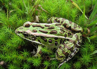 frogs, spotted - desktop wallpaper