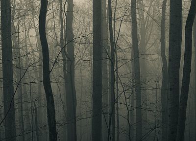 trees, mist - desktop wallpaper