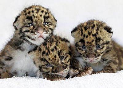 Tennessee, cubs, zoo - desktop wallpaper