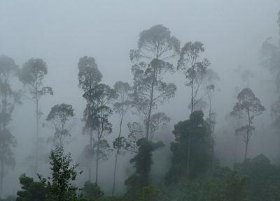 forests, fog - desktop wallpaper