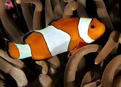 fish, clownfish - desktop wallpaper
