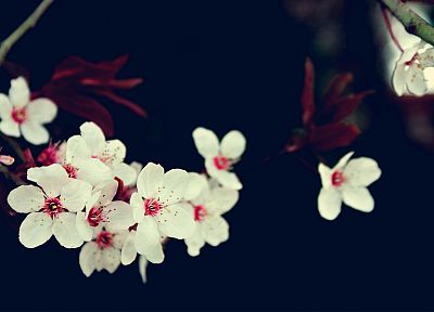 cherry blossoms, flowers, white flowers - random desktop wallpaper