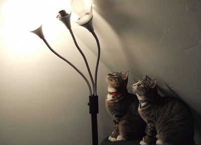 lights, cats, animals, lamps - related desktop wallpaper