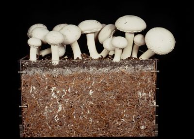 mushrooms - random desktop wallpaper