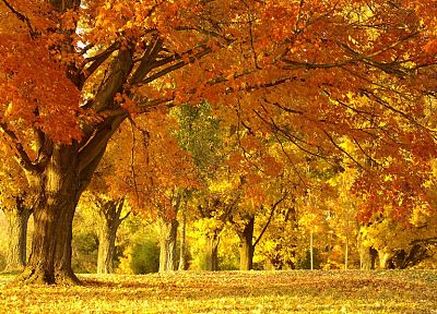 nature, autumn - random desktop wallpaper