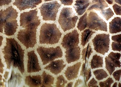 textures, skin, giraffes, animal print - related desktop wallpaper