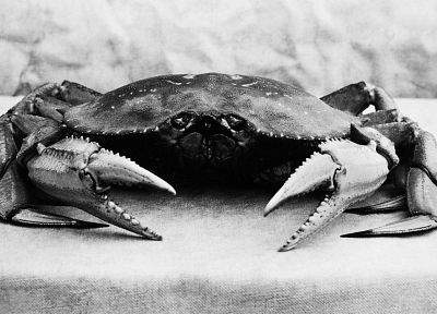 grayscale, lunch, monochrome, crabs - related desktop wallpaper