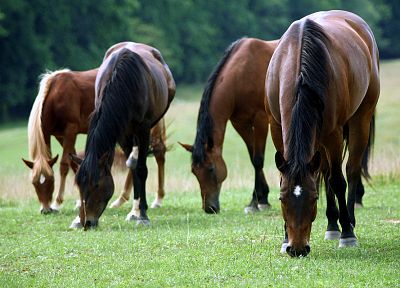 animals, horses - duplicate desktop wallpaper