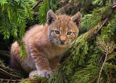 animals, lynx - related desktop wallpaper