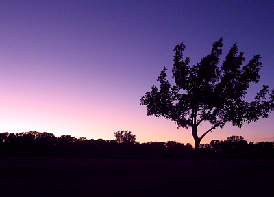 evening, skies, lone tree - random desktop wallpaper