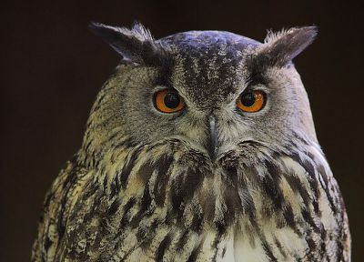 owls - duplicate desktop wallpaper