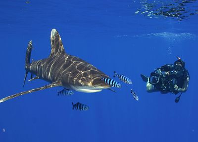 ocean, fish, sharks, underwater - random desktop wallpaper