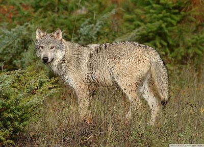 nature, animals, wolves - related desktop wallpaper