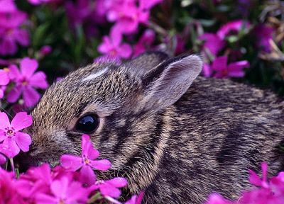 bunnies, flowers, animals, pink flowers - desktop wallpaper