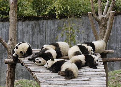 panda bears - random desktop wallpaper