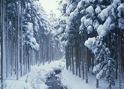 landscapes, winter, trees, HDR photography - desktop wallpaper