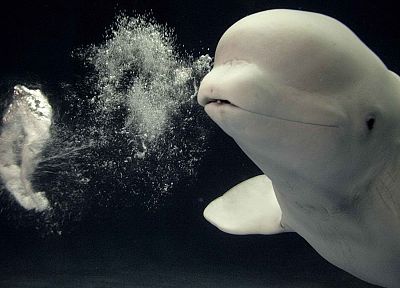Japan, aquarium, beluga whales - random desktop wallpaper