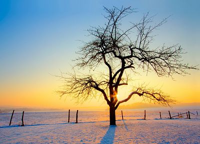 nature, winter, trees, fences - desktop wallpaper