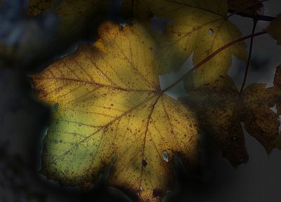 leaves, fallen leaves - random desktop wallpaper