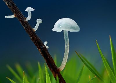 nature, mushrooms, depth of field - desktop wallpaper