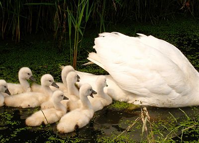 white, birds, animals, swans, baby birds - random desktop wallpaper
