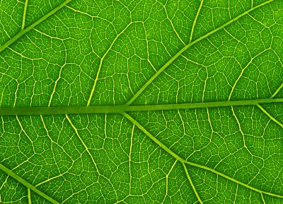 green, nature, leaf, macro - desktop wallpaper