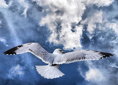 nature, birds, skyscapes - random desktop wallpaper