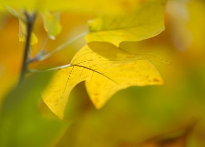 nature, autumn, leaves, depth of field - desktop wallpaper