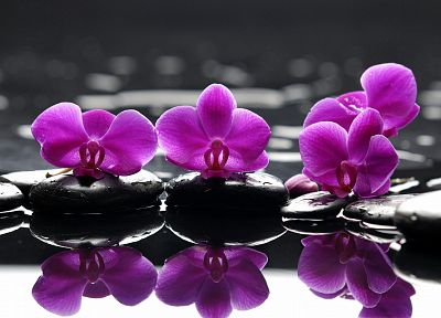 water, flowers, selective coloring, orchids, pink flowers - related desktop wallpaper