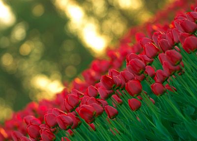 flowers, tulips - random desktop wallpaper