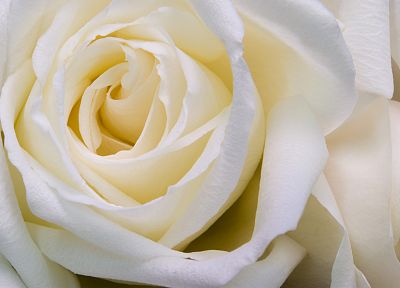 flowers, roses, white flowers, white rose - desktop wallpaper