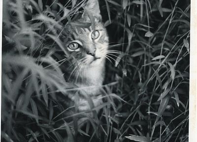 cats, grayscale, monochrome - related desktop wallpaper