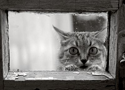 cats, animals, monochrome - desktop wallpaper