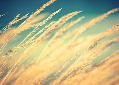 grass, wheat, grain, macro - duplicate desktop wallpaper