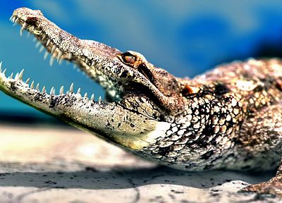 alligators, reptiles - random desktop wallpaper