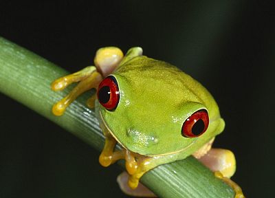 women, animals, frogs, Red-Eyed Tree Frog, amphibians - desktop wallpaper