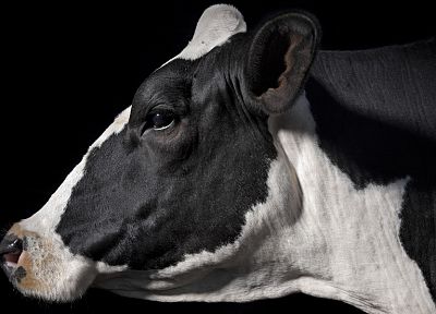 animals, cows - random desktop wallpaper