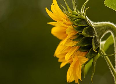 nature, flowers, sunflowers - random desktop wallpaper