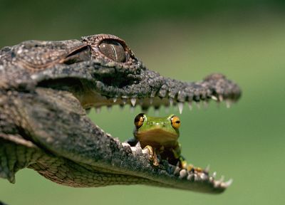 animals, frogs, crocodiles, jaws, reptiles, eating, amphibians - desktop wallpaper