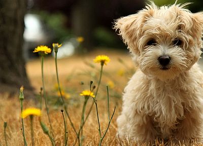 animals, dogs, puppies, wildflowers - desktop wallpaper