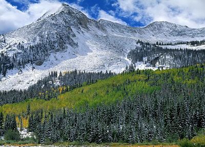 snow, autumn, forests, west, national, Colorado, range, elk - popular desktop wallpaper