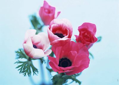 nature, flowers, anemones (flower) - duplicate desktop wallpaper