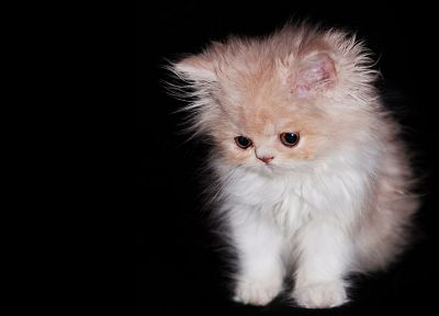 cats, animals, kittens - duplicate desktop wallpaper