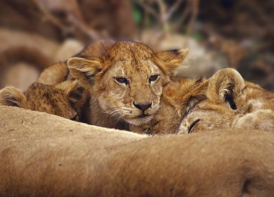 animals, lions, baby animals - desktop wallpaper