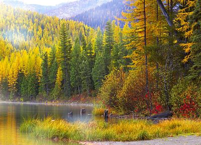 landscapes, nature, trees, autumn, forests - desktop wallpaper