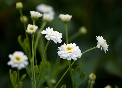 nature, flowers, summer, white flowers - random desktop wallpaper