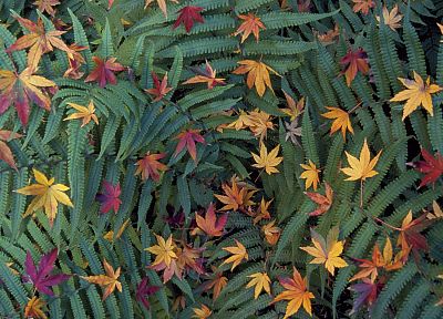 green, Japan, Tokyo, leaves, Japanese, ferns, fallen leaves - duplicate desktop wallpaper