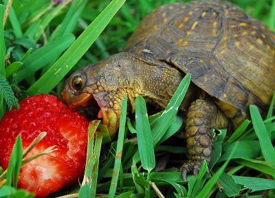 grass, turtles, macro, strawberries, reptiles - related desktop wallpaper